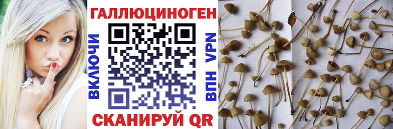 Псилоцибиновые грибы мицелий сколько стоит ОМГ ОМГ Бокситогорск